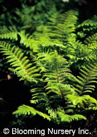 Polystichum polyblepharum